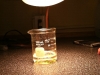Biology Lab - Photosynthesis