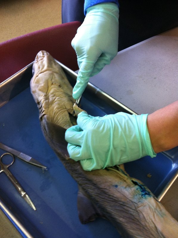 Shark Dissection! – Chrysalis School